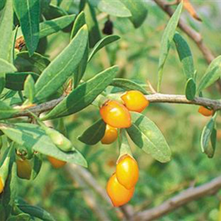 Cool blood detoxification dried fruit of chinese yellow goji