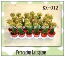 cactus -house plants