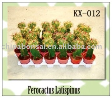 cactus -house plants