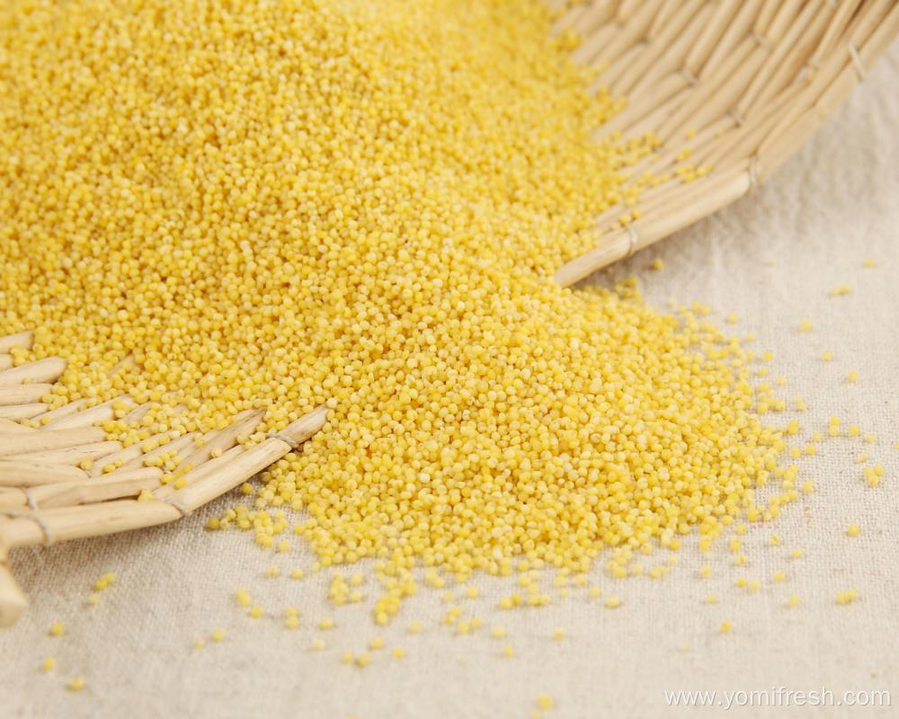 Millet And Sorghum