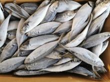 Landfrozen Horse Mackerel Trachurus Japonicus 16-20cm