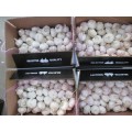 Top Quality Pure White Garlic