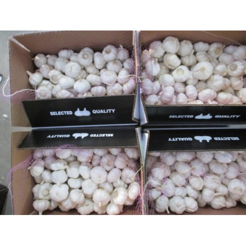 Top Quality Pure White Garlic