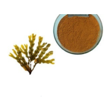 Hot selling kelp extract 10% fucoxanthin