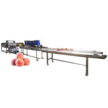 Fruit Washing Production Line: Apple Pear Orange Lemon Mango Peach