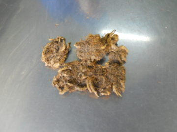 The coptis root benefits