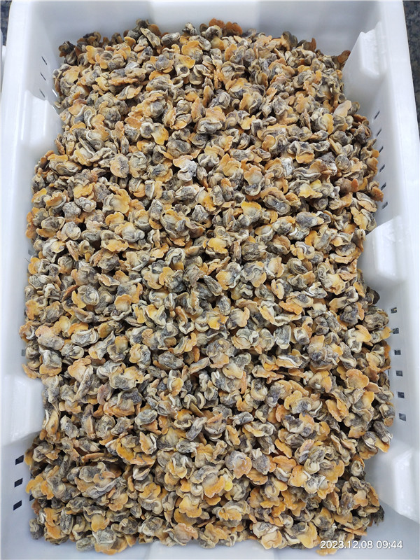 Nowy sezon i pakowanie luzu zamrożone zamrożone gotowane małż