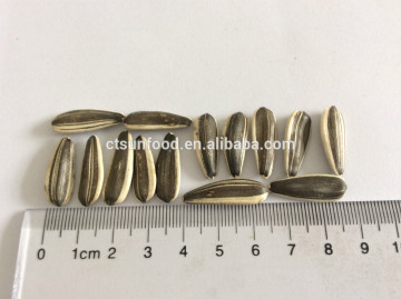 sunflower seeds in shell sunflower seeds wholesale