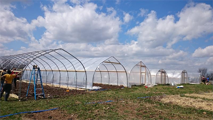 Langes Leben vorgefertigte einfache Struktur billiges Tunnel-Gewächshaus Long Life Prefabricated Simple Structure Cheap Tunnel Greenhouse