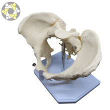 Medical Female Pelvis Skeleton Teaching Model