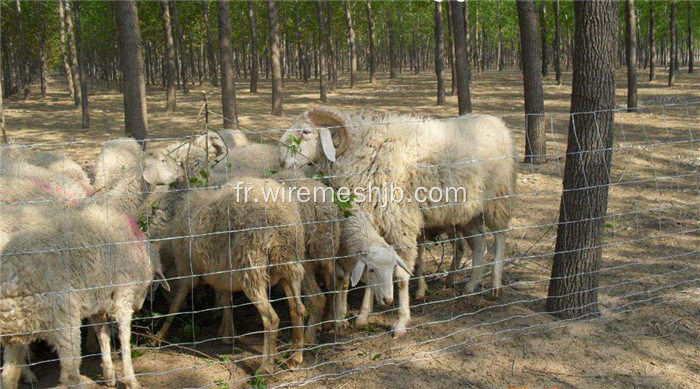 clôture de ferme tissée galvanisée à chaud