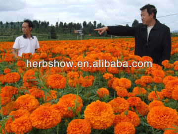 Hybrid Marigold Seeds For colorant extraction/For pot flower