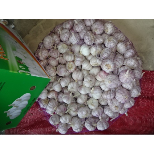 Hot Sale Normal Knoblauch 2020