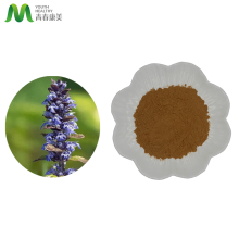 Herbal Extract Ajuga Turkestanica Extract Powder