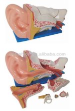 Sexy and fancy simulation ear model
