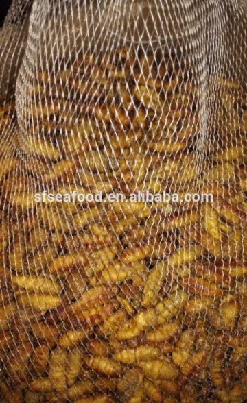 Frozen Silkworm Food Protein With Competitive Price