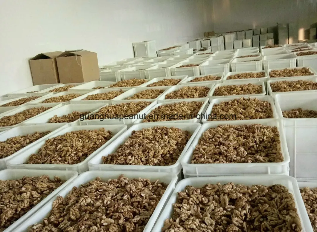 New Crop Walnut in Shell From China