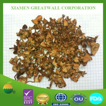 Dried fresh chanterelle mushroom with best price