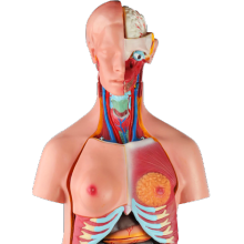 85cm Bisexual Human Torso Model: Exploring Detailed Anatomy and Artistic Representations
