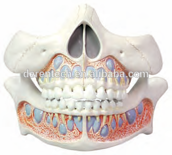3D Deciduous teeth