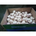 what is fresh garlic good for