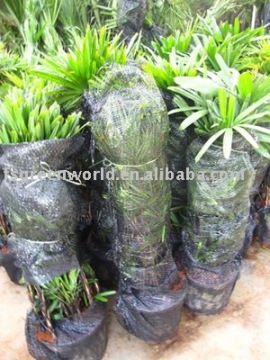 rhapis excelsa for shipment