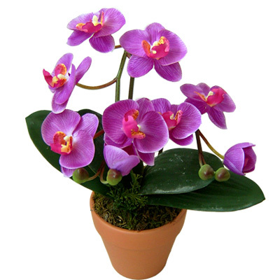 Chậu lụa Orchid