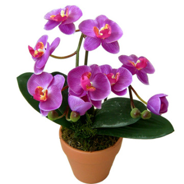 Potted Silk Orchid