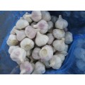 Top Quality Normal White Garlic 2020