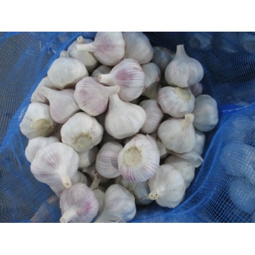 Top Quality Normal White Garlic 2020