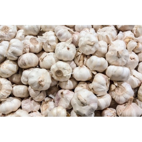 New Crop Fresh and Good Quality solo bawang putih