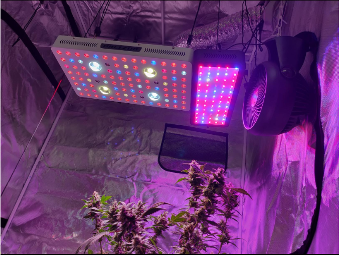 COB LED Grow Light