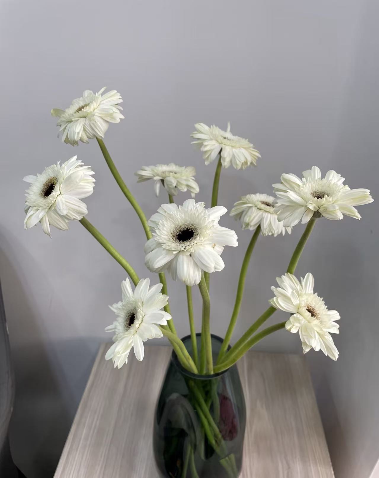 স্ট্যান্ডার্ড ক্রাইস্যান্থেমাম ইলি গারবেরা Standard chrysanthemum Yili Gerbera