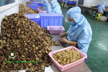 reliable high quality Walnut Kernels Light Halves