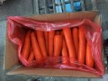 Zanahoria fresca con gran tamaño