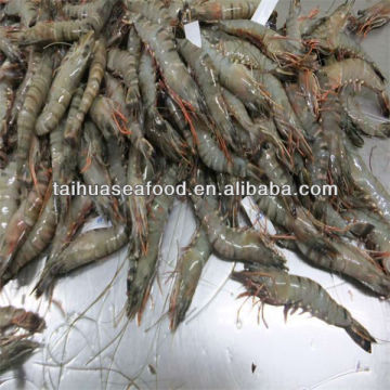 frozen shrimp importers in usa