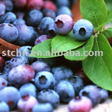 Bilberry extract