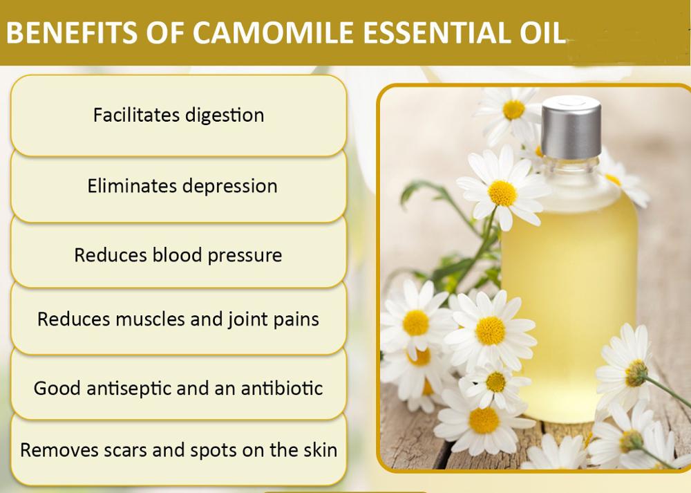 OEM 100% minyak esensial chamomile perawatan kulit murni