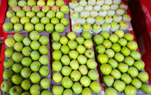 2020 Green Qinguan Apple