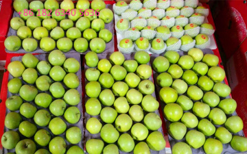 2020 Green Qinguan Apple