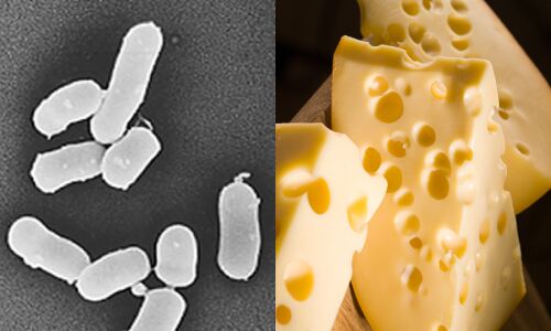 propionibacterium freudenreichii9 propionibacterium freudenreichii9