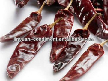 Jinta Chile for sale