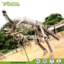 Theme Park Exhibition Dinosaur Fossil