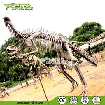 Theme Park Exhibition Dinosaur Fossil
