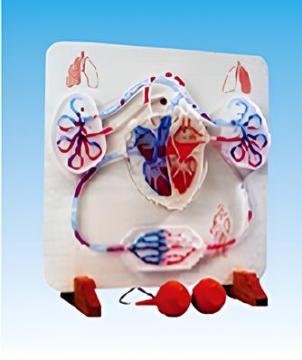 Manual hydraulic blood circulation simulator