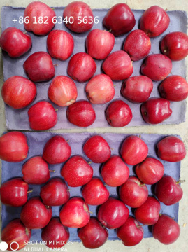 Polished by Machine of Huaniu Apple