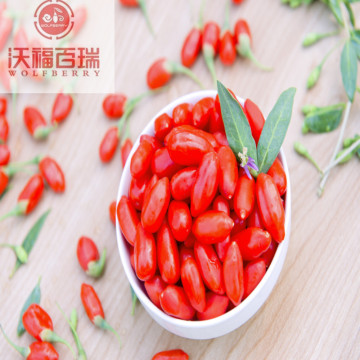 Goji berry/ Wolfberry /Lycium Barbarum /organic goji berries