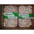 Sale Normal White Garlic