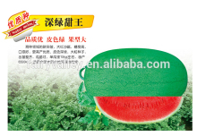 Chinese hybrid f1 Watermelon Seed For Planting-Deep Green Sweet King