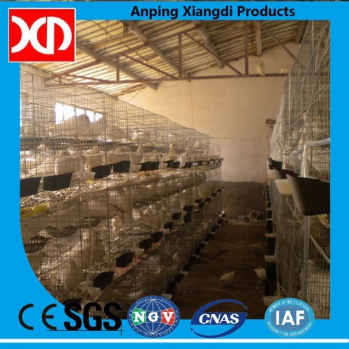 with automatic water system metal Layer Pigeon Cages